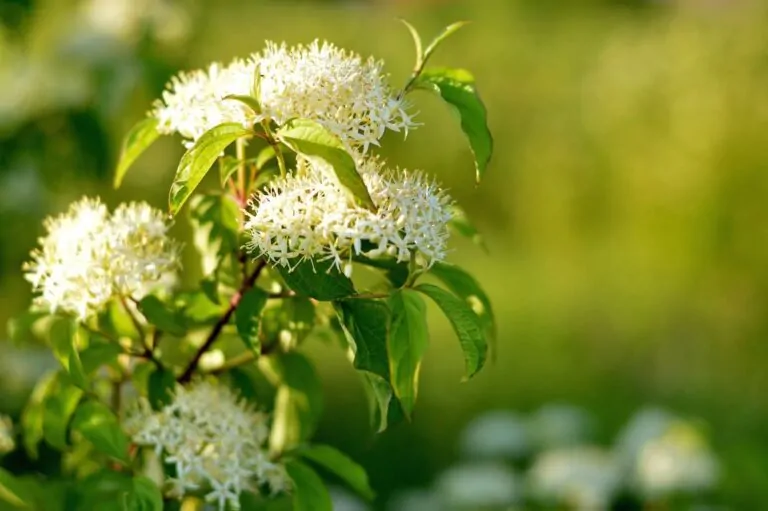 Image of alternateleaf dogwood
