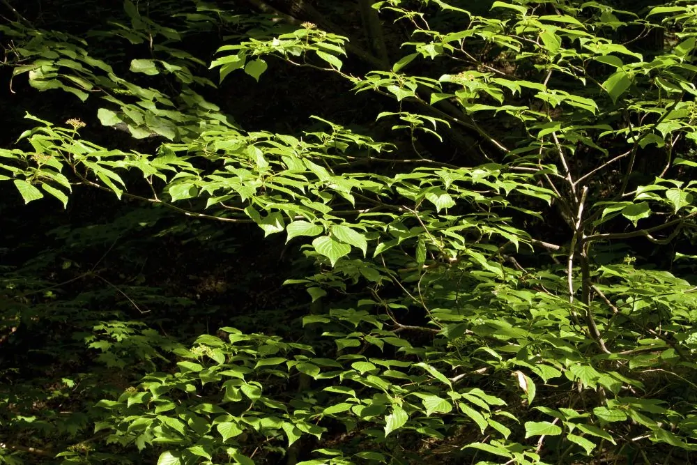 Image of alternateleaf dogwood