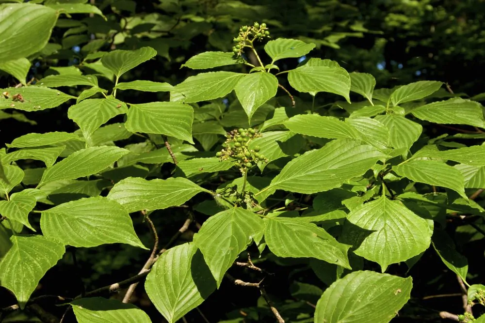 Image of alternateleaf dogwood