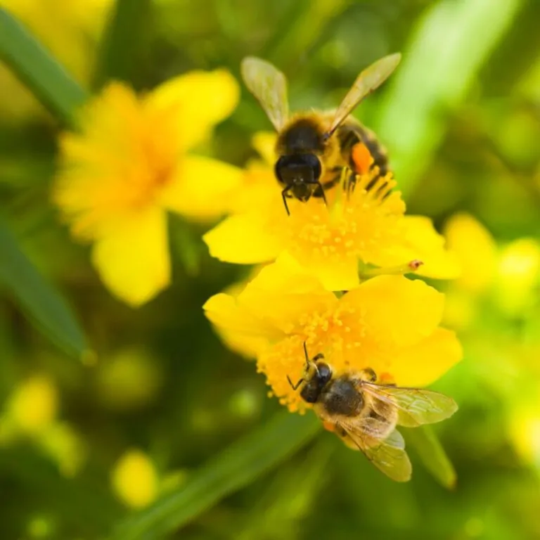 Image of St. John's Wort