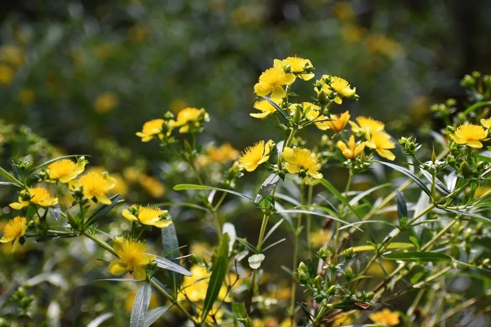 Image of St. John's Wort