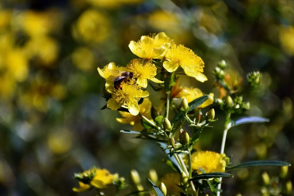 Image of St. John's Wort