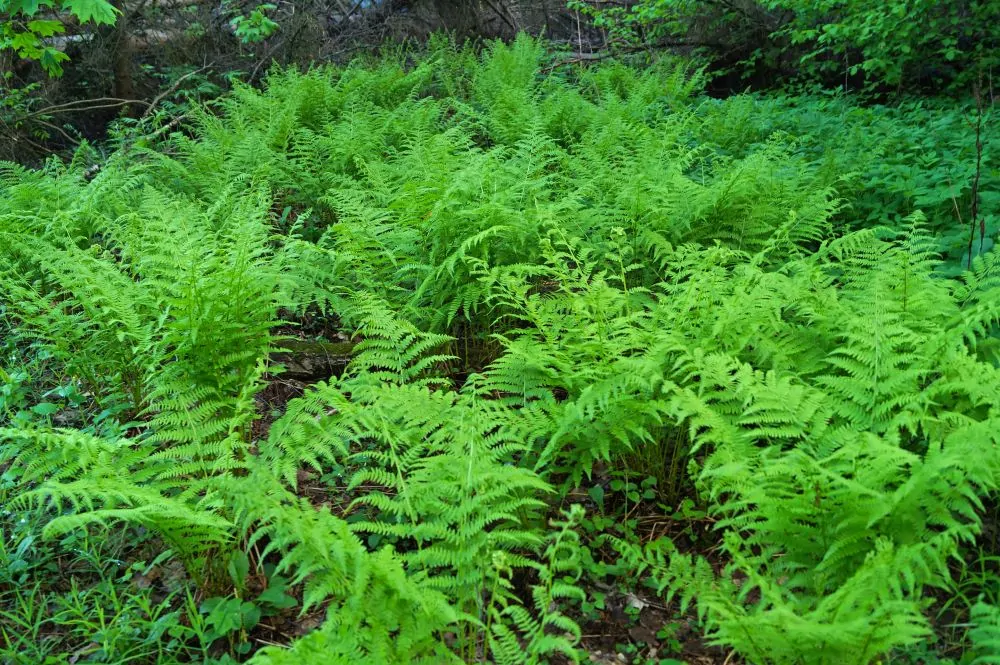 Image of lady fern
