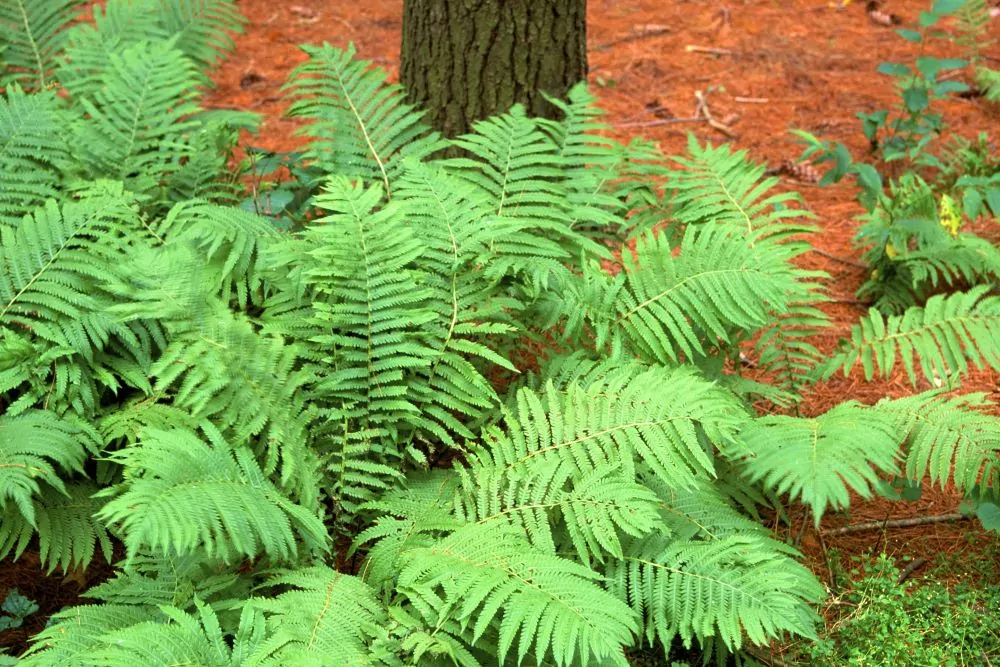 Image of lady fern