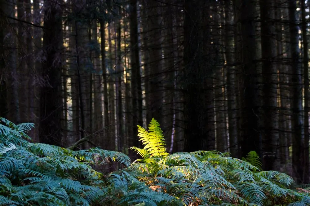 Image of lady fern
