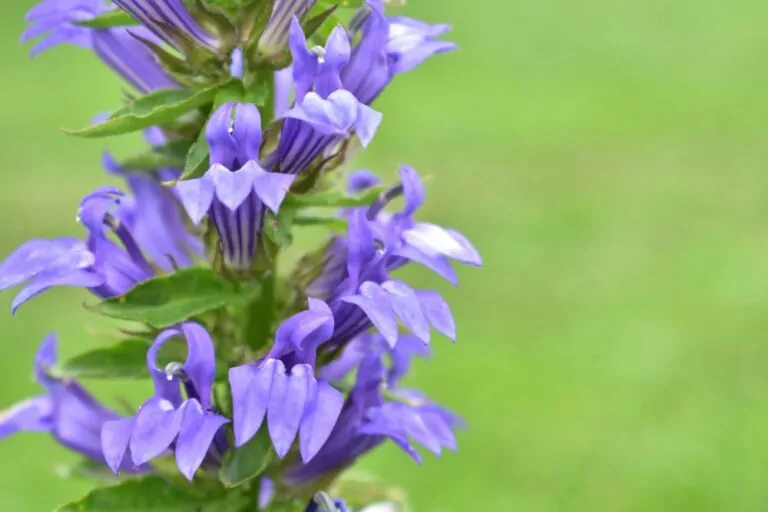 Image of lobelia
