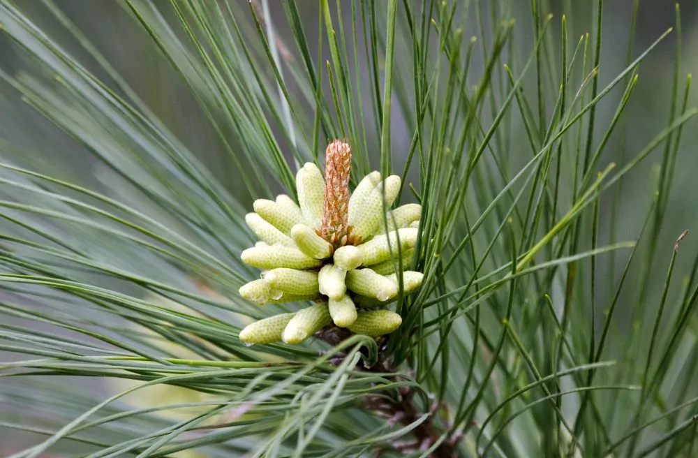 Image of loblolly