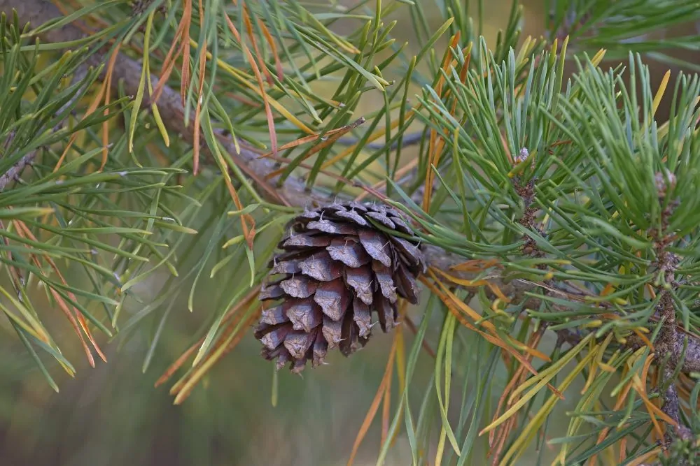 Image of loblolly