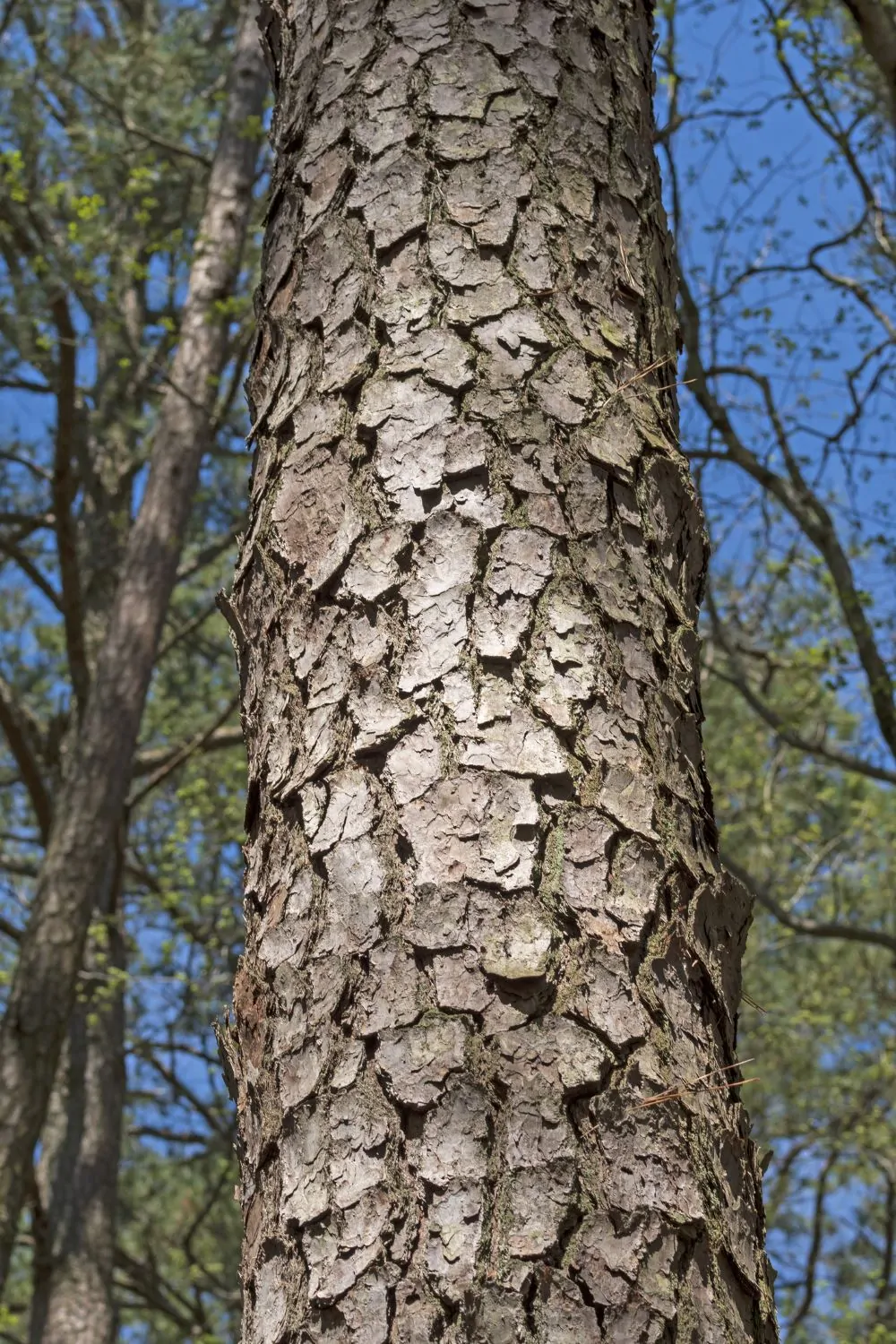 Image of loblolly
