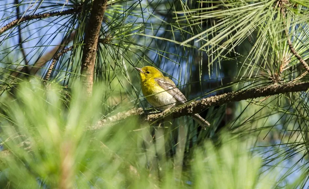 Image of loblolly