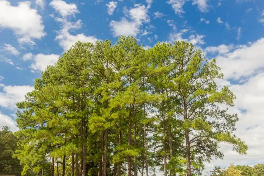 Image of loblolly
