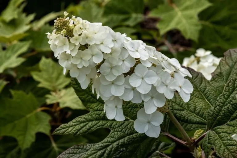 Image of oakleaf hydrangea