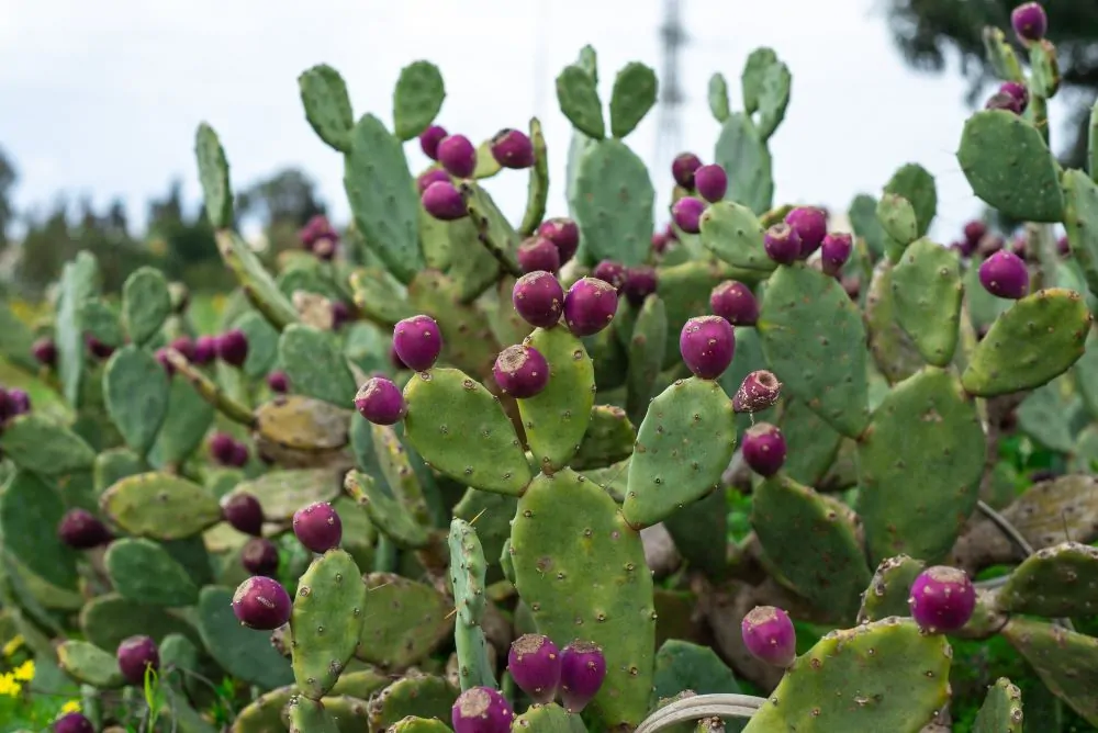 Image of opuntia