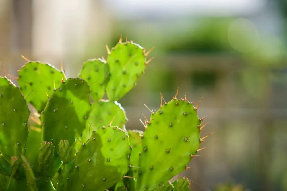 Image of opuntia