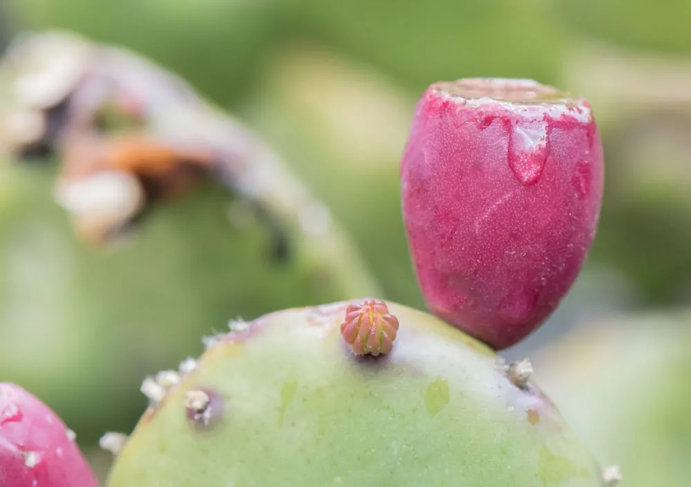 Image of opuntia