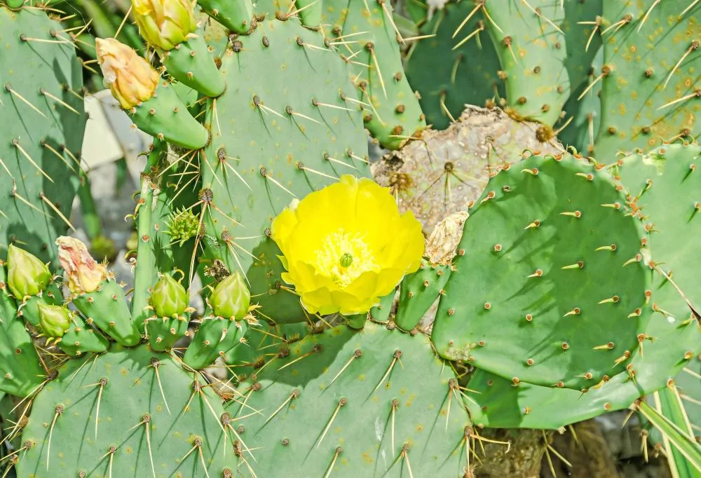 Image of opuntia
