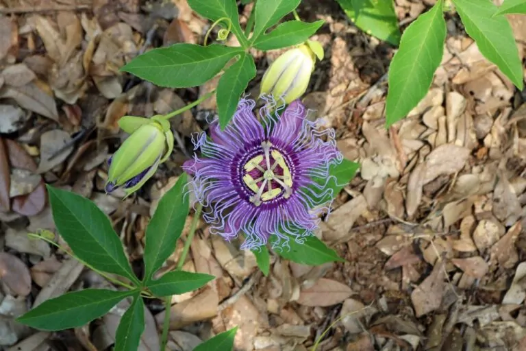 Image of passionflower