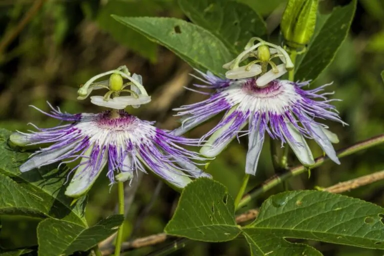 Image of passionflowers