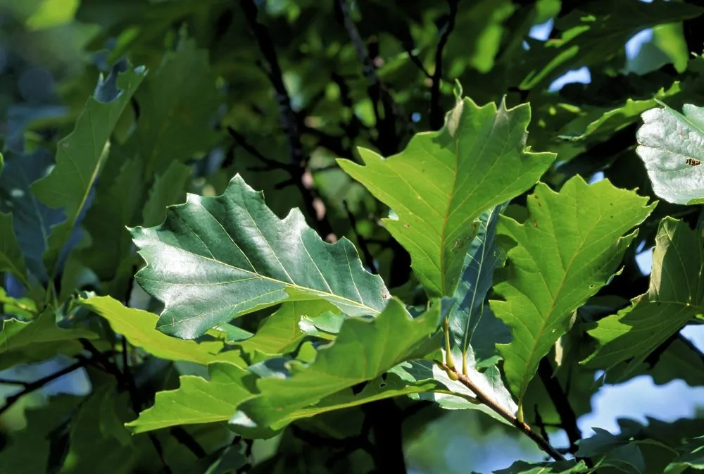 Image of swamp white oak