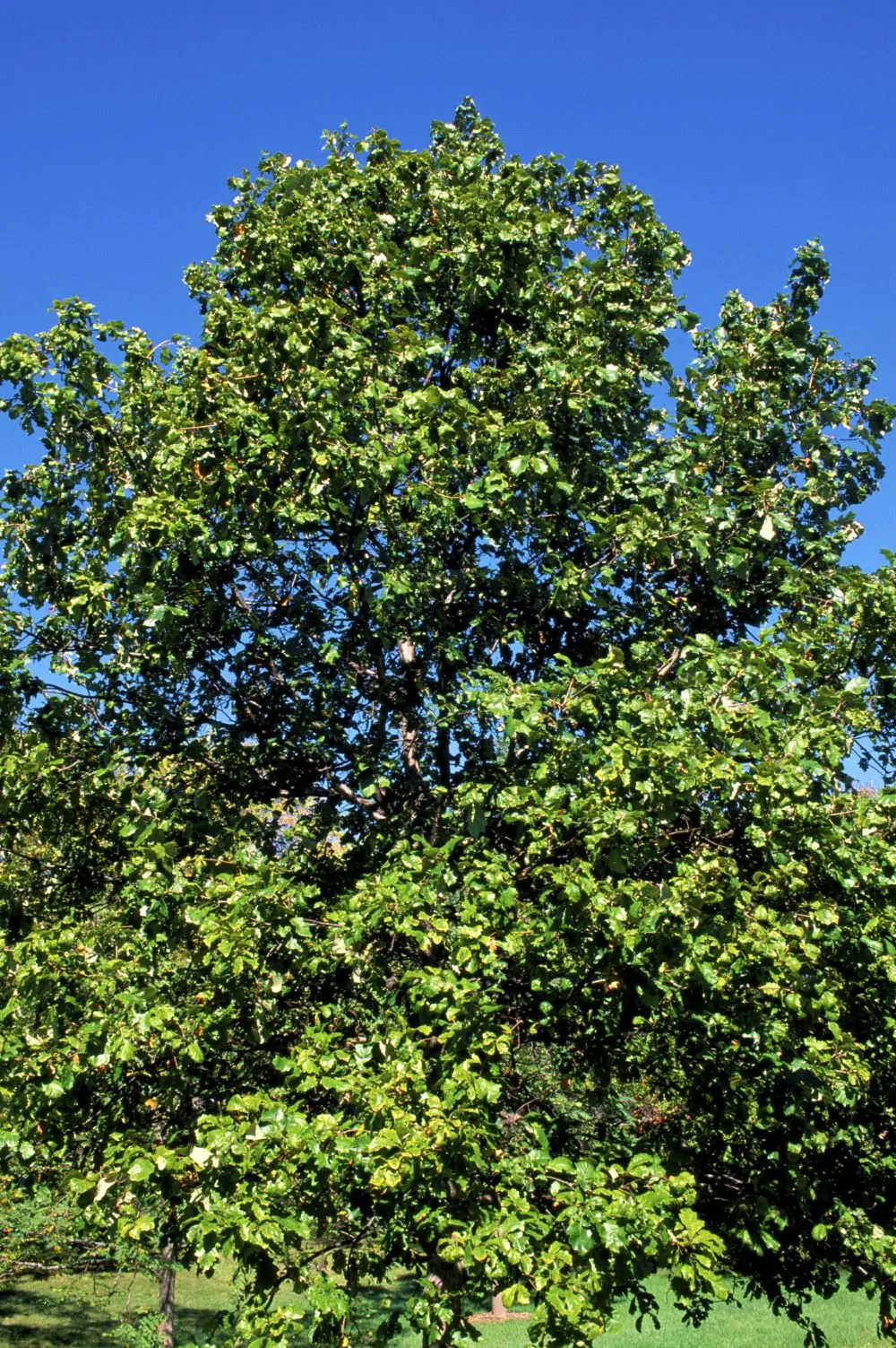 Image of swamp white oak