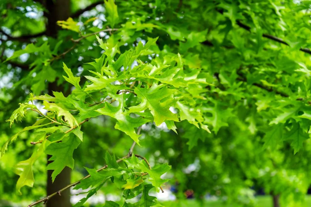 Image of pin oak