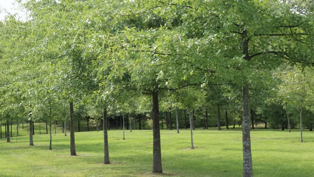 Image of pin oak