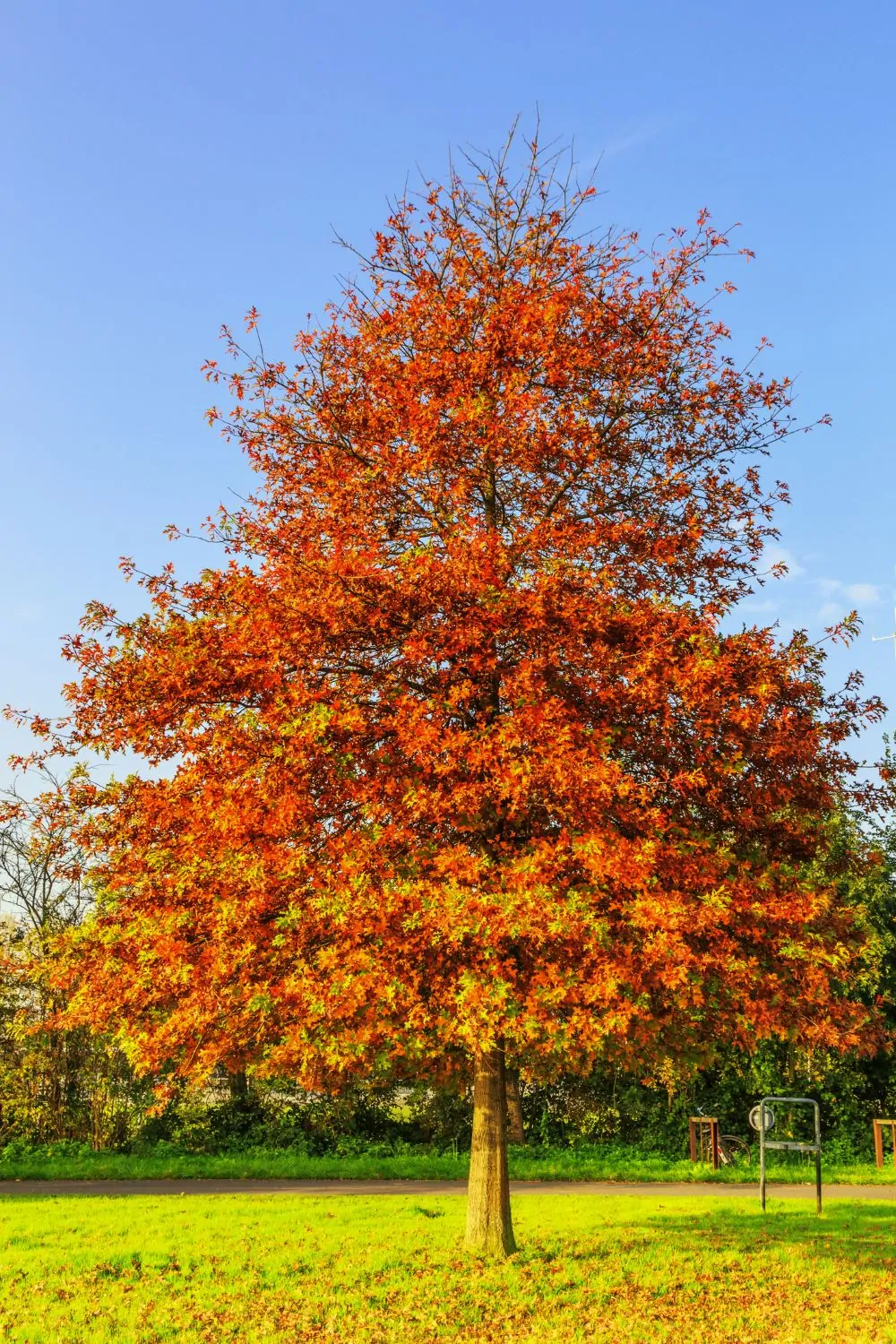 Image of pin oak