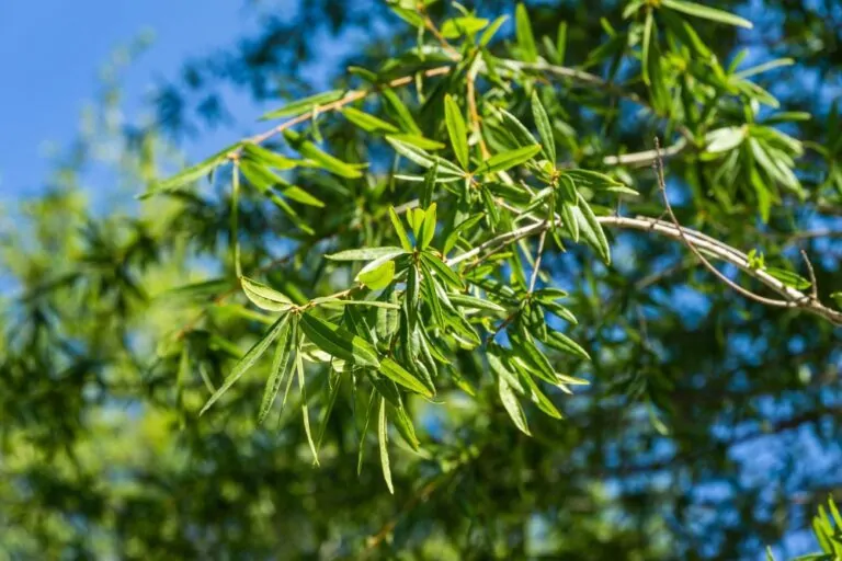 Image of willow oak