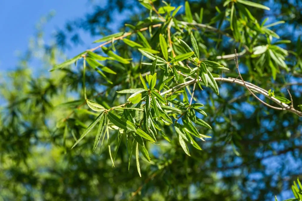 Image of willow oak