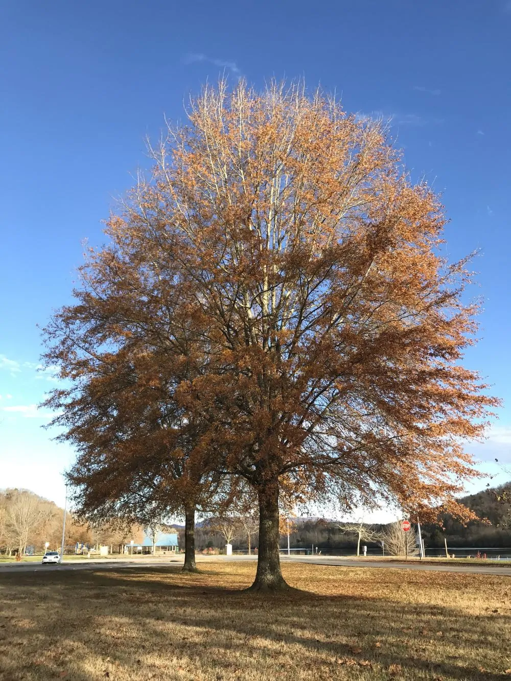 Image of willow oak