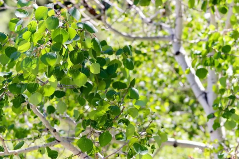 Image of quaking aspen