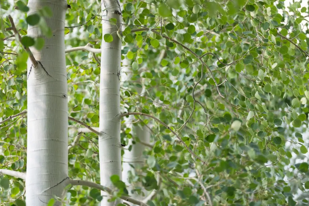 Image of quaking aspen