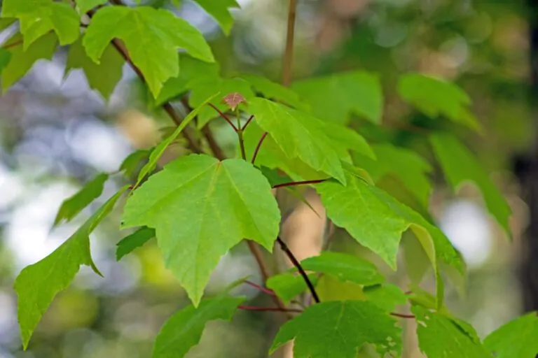 Image of red maple