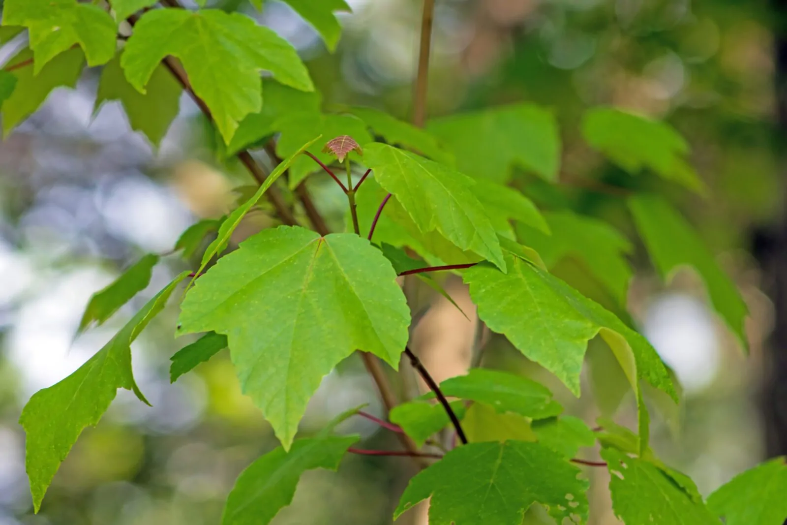 Image of red maple