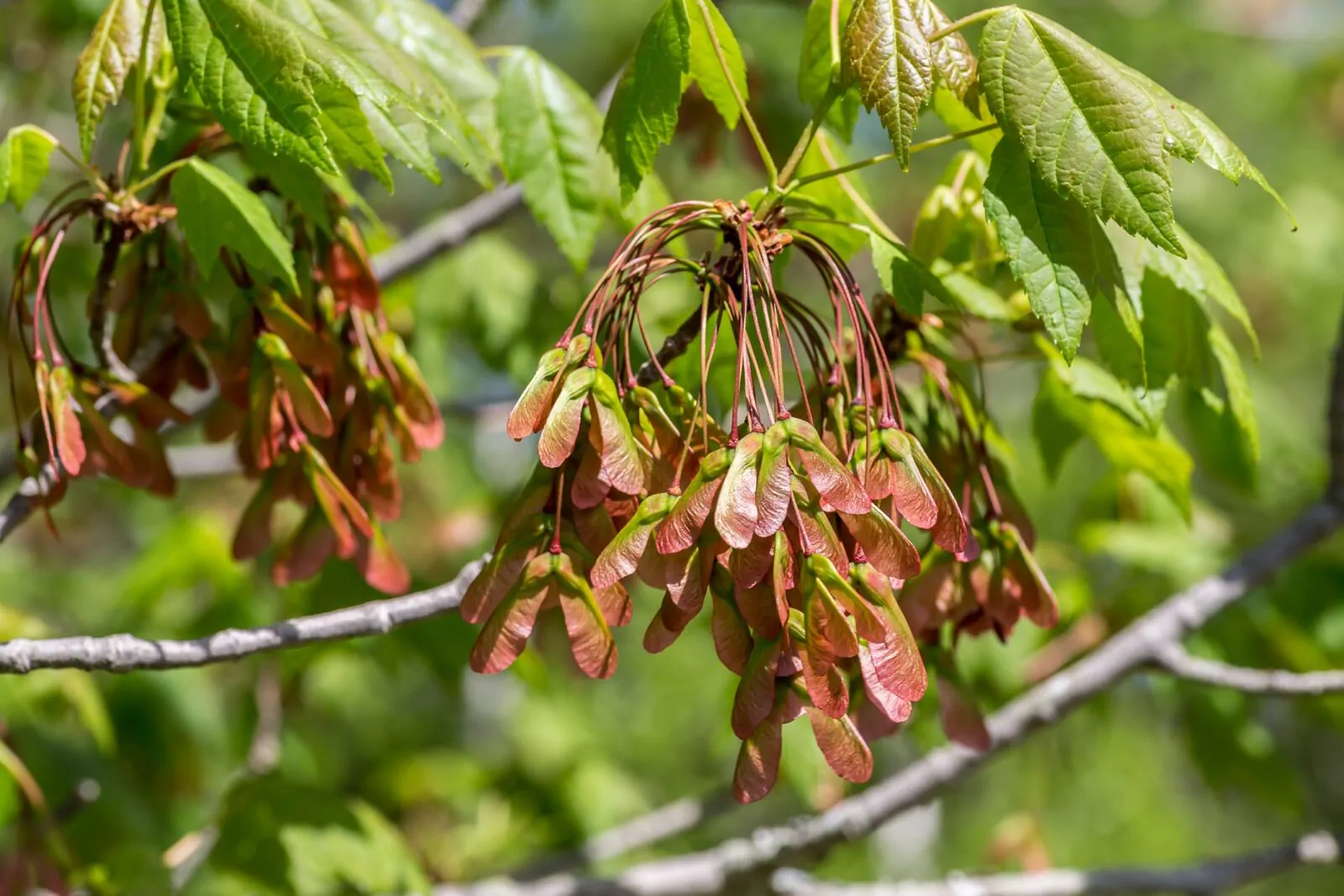 Image of red maple