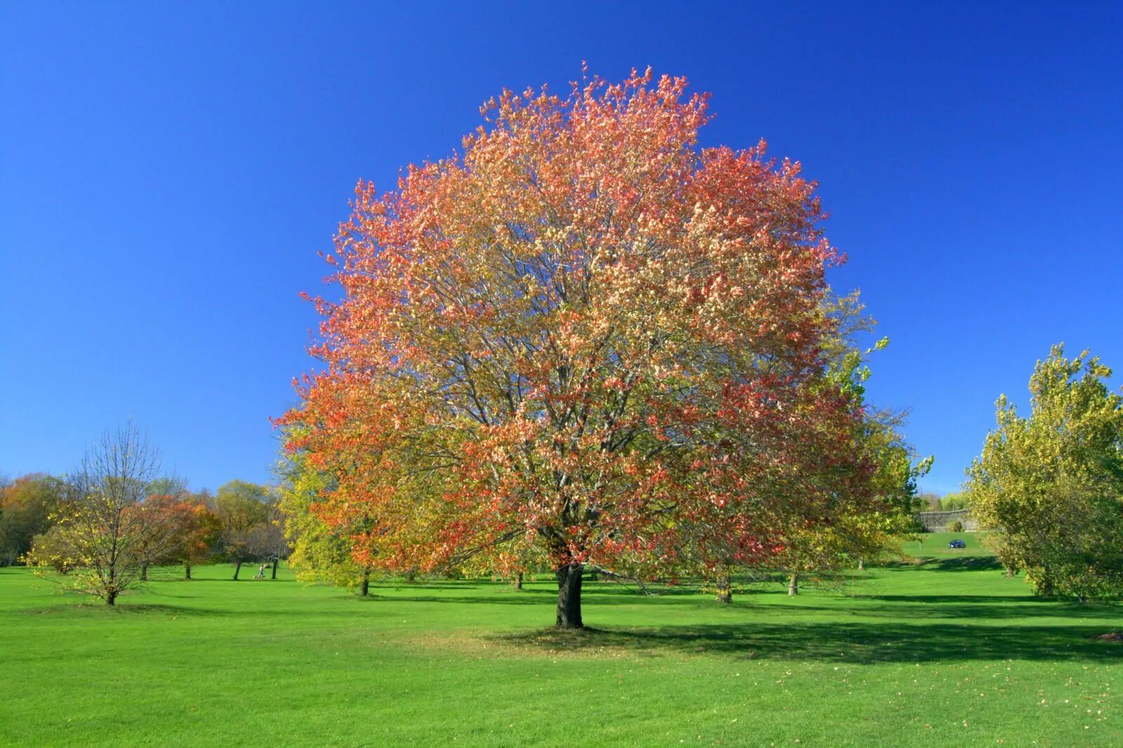 Image of red maple