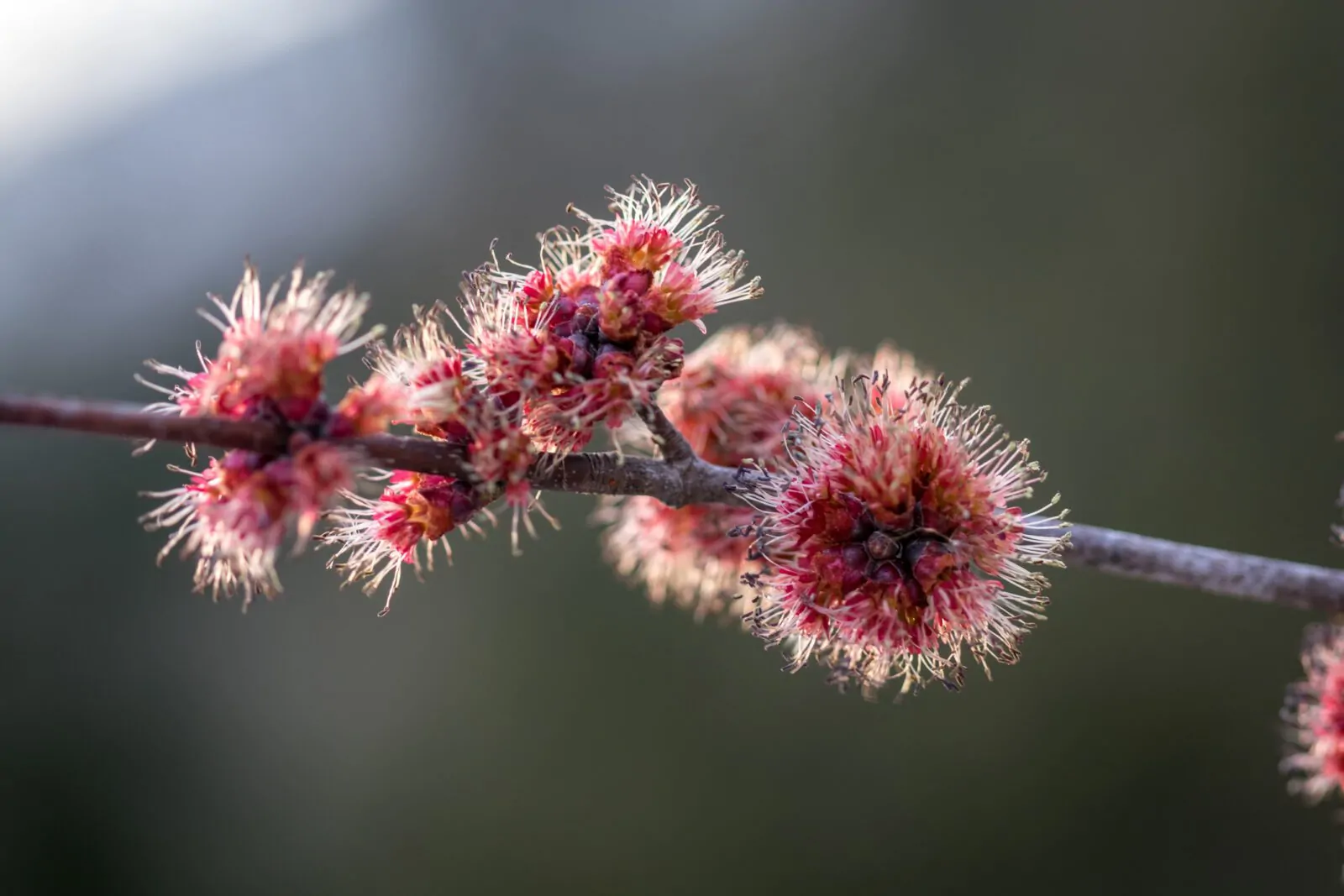 Image of red maple