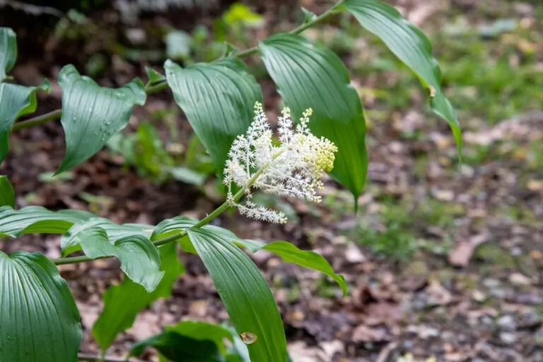 Image of false Solomon's Seal