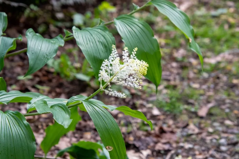 Image of false Solomon's Seal