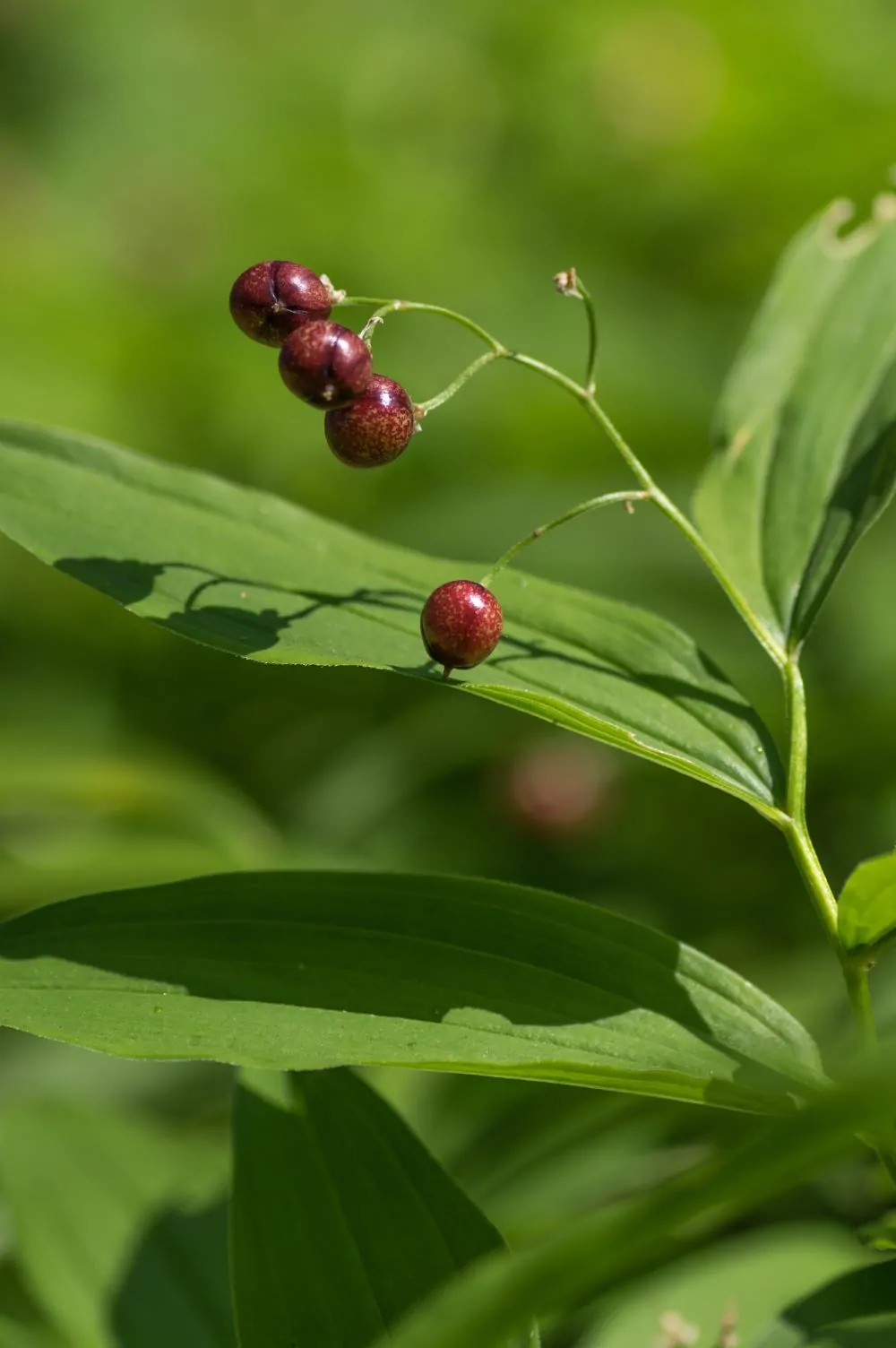 Image of false Solomon's Seal