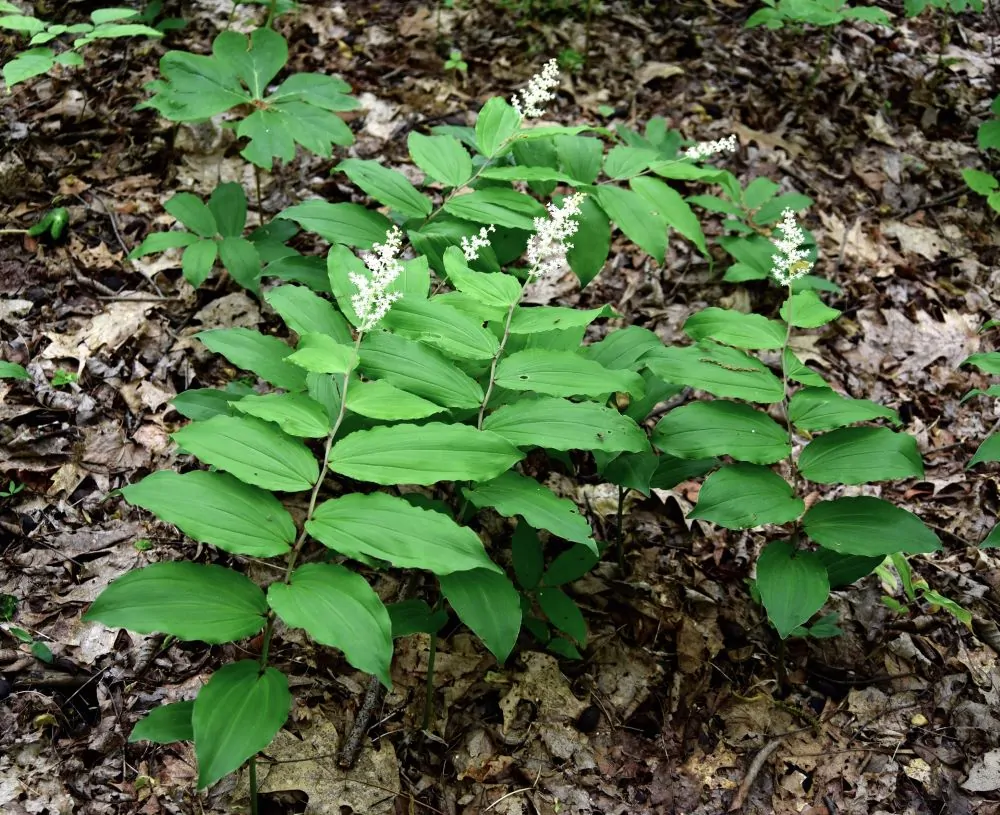Image of false Solomon's Seal