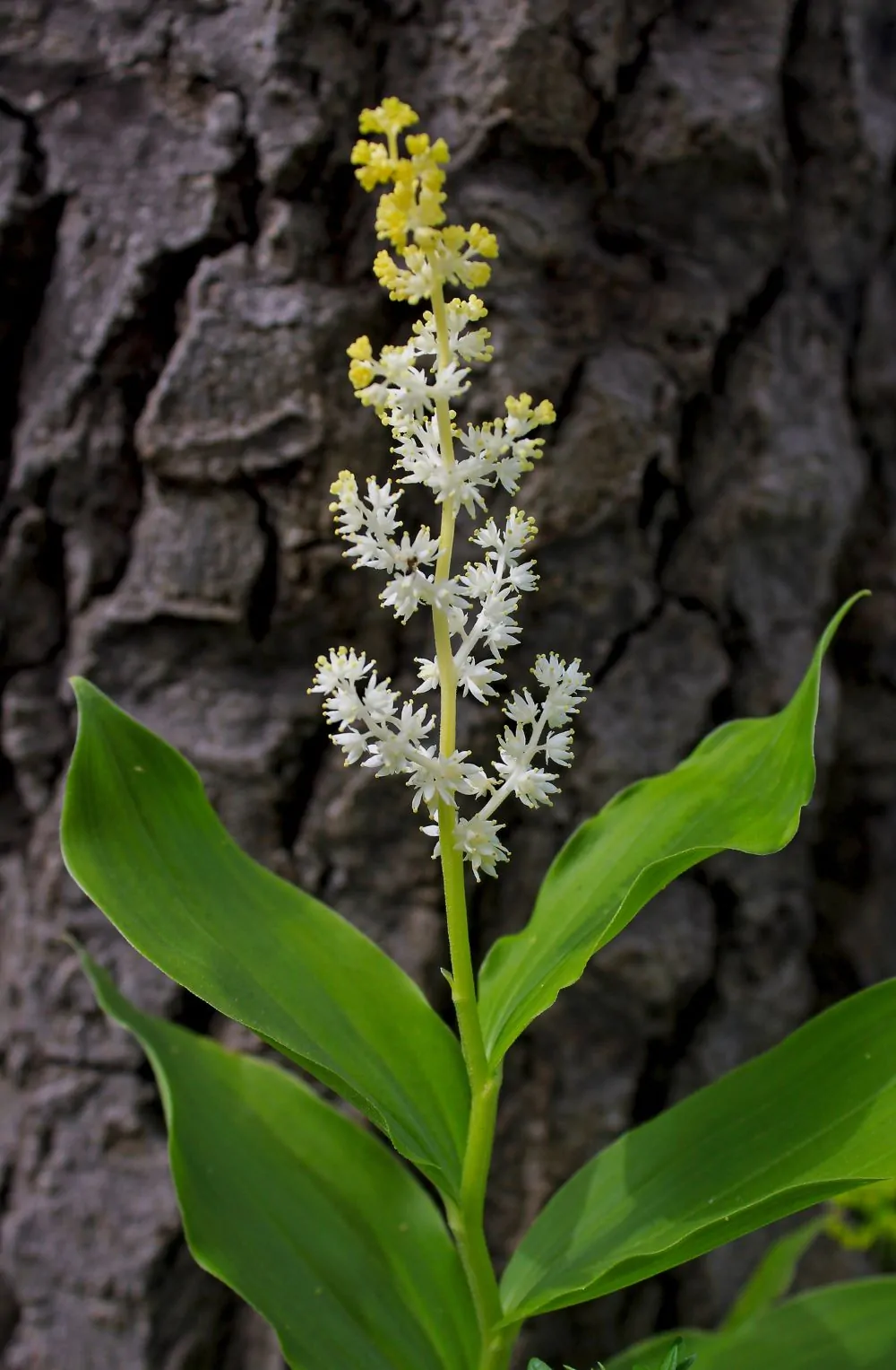 Image of false Solomon's Seal