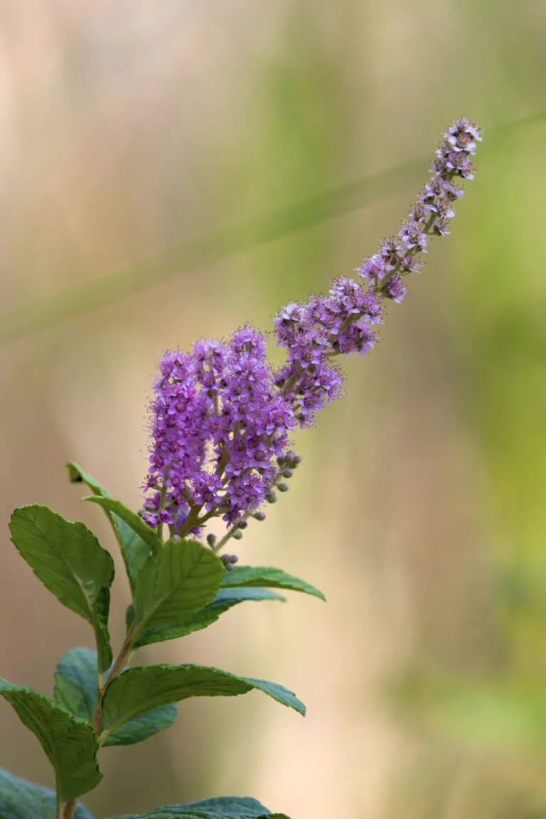 Image of steeplebush
