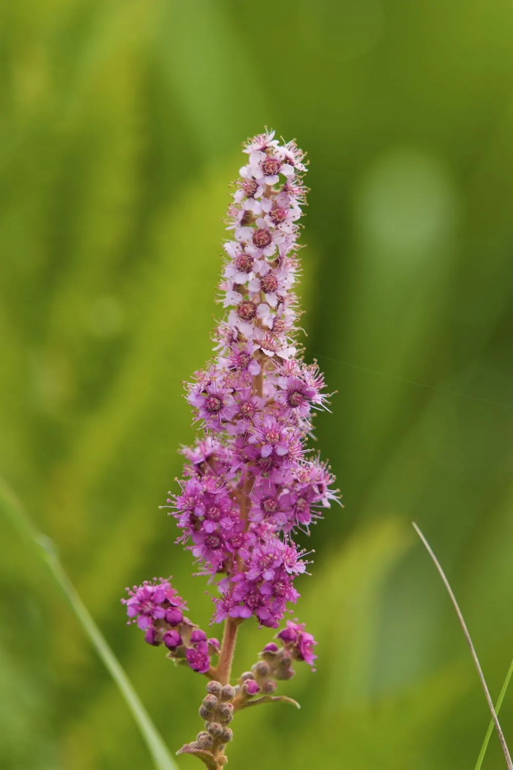 Image of steeplebush