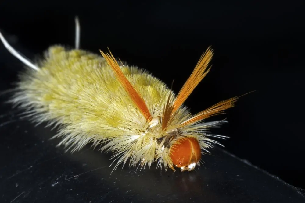 Image of sycamore tussock moth
