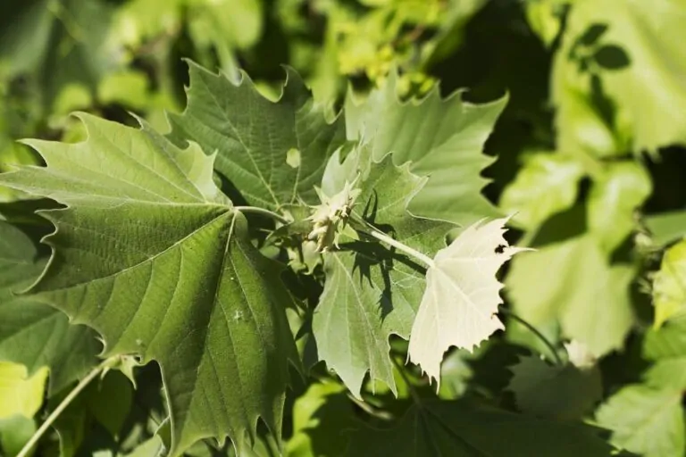 Image of a sycamore