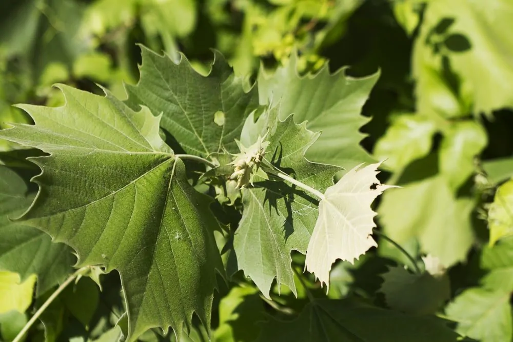 Image of a sycamore