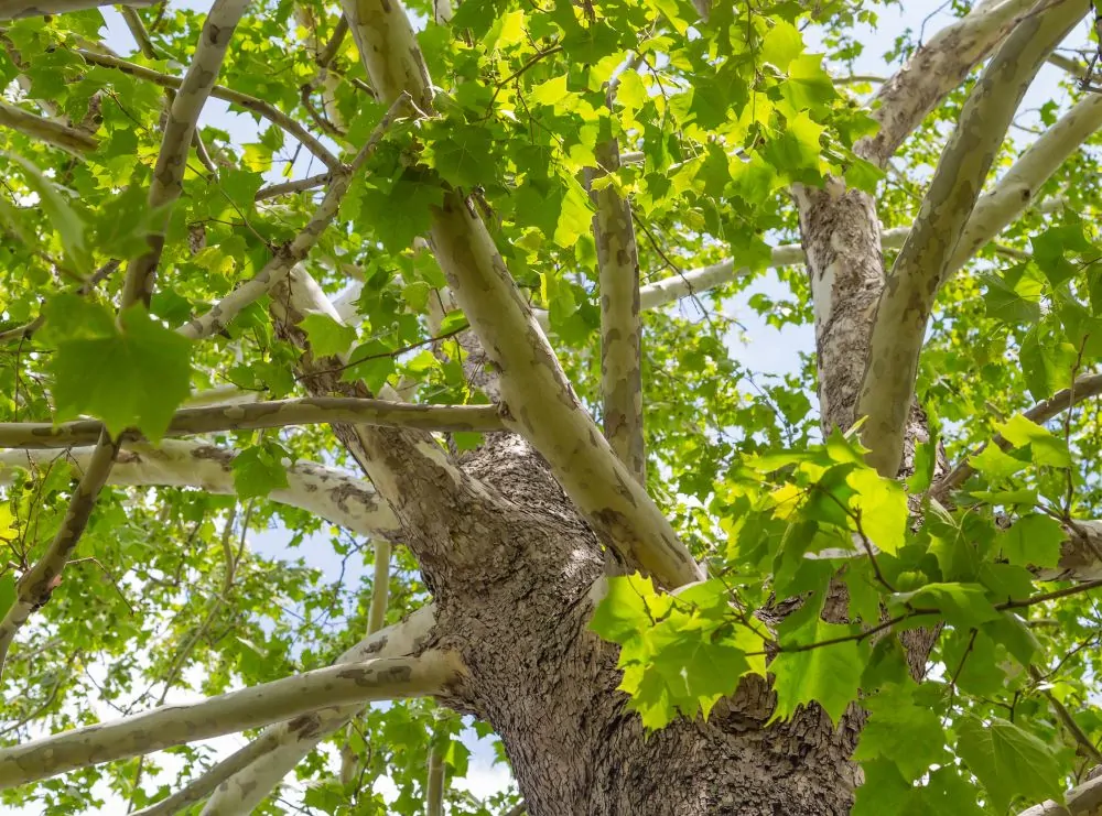 Image of a sycamore