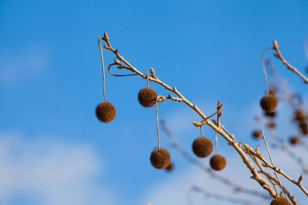 Image of a sycamore