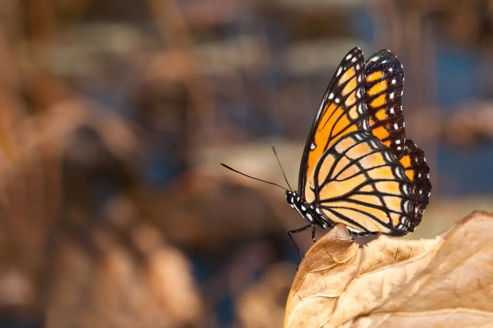 Image of viceroy butterfly